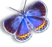 Illustration of a butterfly